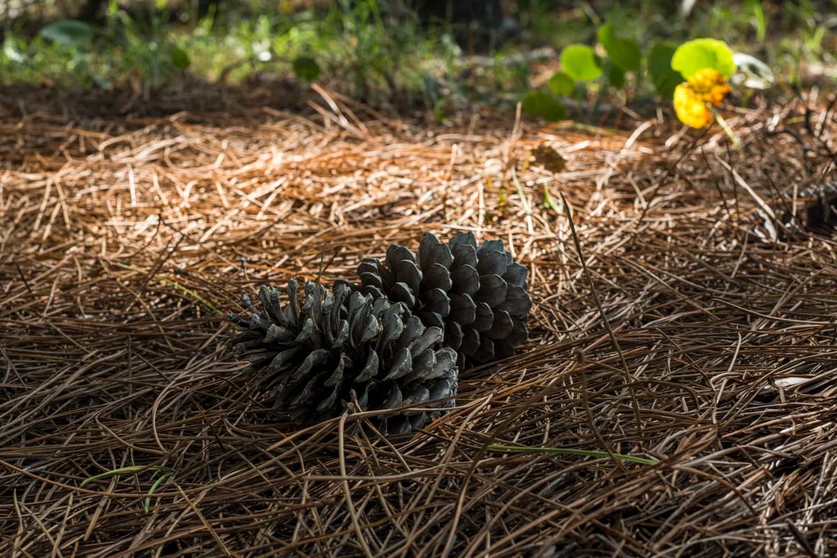 Pine Straw Installation